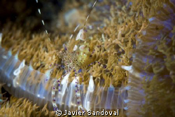 nice shrimp in Cancun reef by Javier Sandoval 